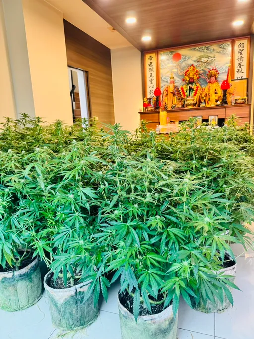毒師赴泰深造！透天厝神明廳前種大麻　產銷一條龍製毒工廠曝光
