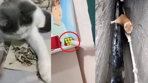 這是天使貓吧！衛生紙轉回歸位　踩著腳印回家好聰明