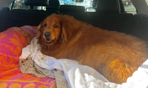 牠57公斤「重如成人」險被安樂死　毛小孩今激瘦驚呆網友