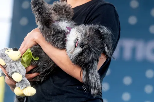 跟狗互動能刺激大腦多個部位 可改善記憶力、紓解壓力