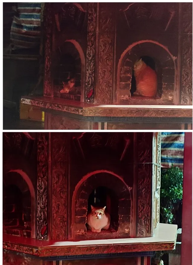 也有人在不同的金爐看到不同的毛小孩取暖，並寫道：「上個月也有看到。」翻攝《路上觀察學院》社團