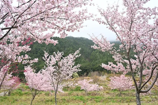 櫻花還有!武陵農場千島櫻盛開 夜櫻點燈到今晚