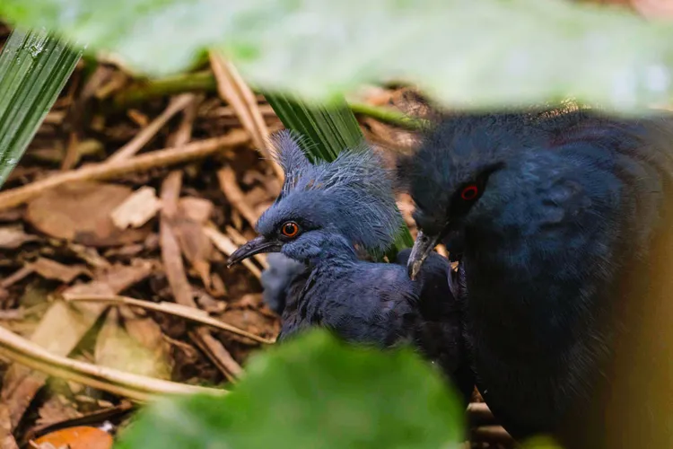 藍冠鴿正在育雛，雖然已是亞成鳥。台北市立動物園提供