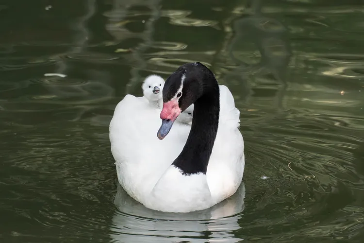 黑頸天鵝育幼，載著寶寶游在水上。台北市立動物園提供