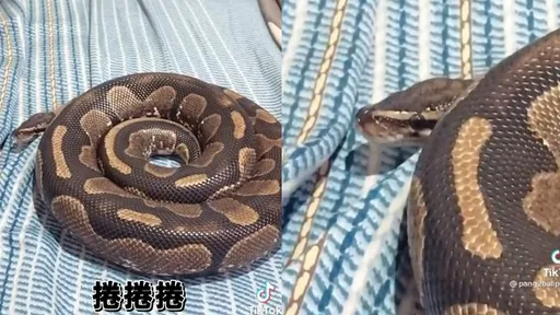 蛇來蛇去想跑哪 主人捲捲讓牠一臉懵