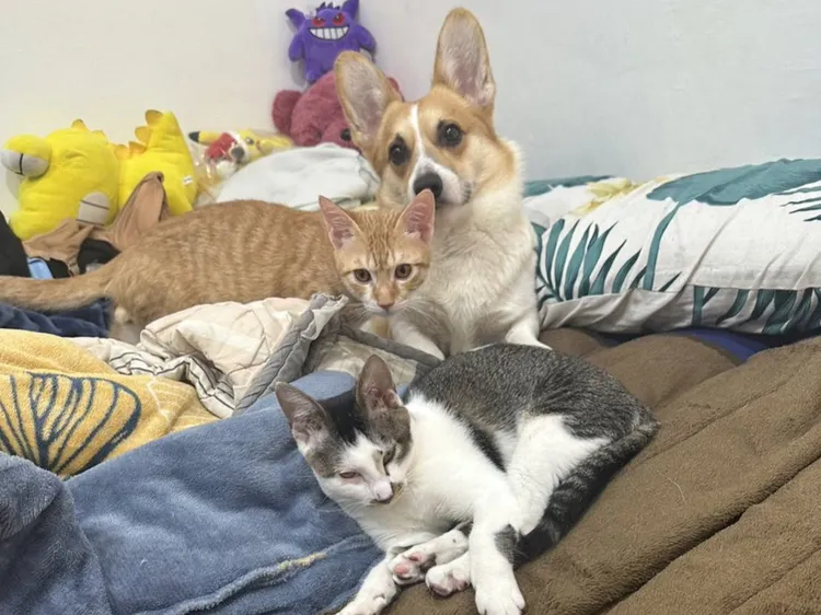 飼主陳小姐表示「琥珀」對家中的柯基犬一點都不害怕，反而經常主動找她玩耍，狗狗也對他很友善，是名符其實的狗貓一家親。動保處提供