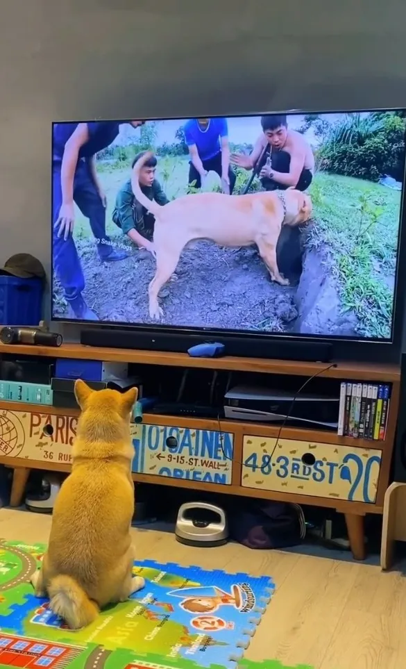 柴犬目不轉睛盯著電視。IG @lele_theshiba 提供