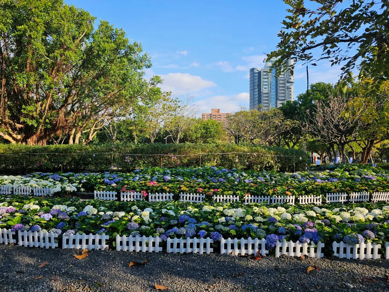 「台北杜鵑花季」3月1日起於大安森林公園登場 翻攝台北市政府官網