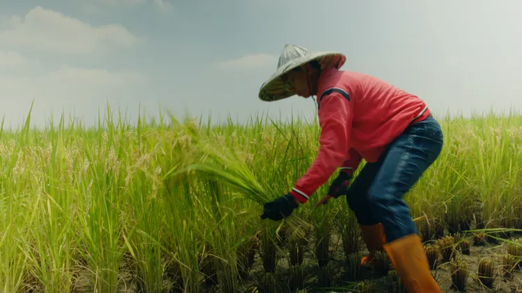 推動「永續善食計畫」在高屏地區與農夫合作，培育榮獲日本金獎的冠軍米高雄147號。業者提供