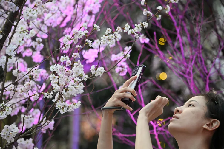 新加坡2024年濱海灣花園櫻花節，22日登場。新華社