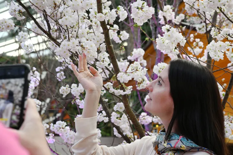 新加坡2024年濱海灣花園櫻花節，22日登場。新華社