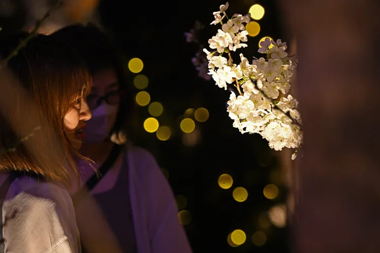 新加坡2024年濱海灣花園櫻花節，22日登場。新華社