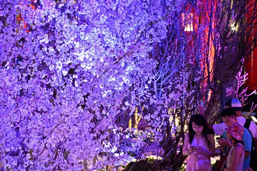 不是日本!這個櫻花節「夜櫻」當道 看得到金閣寺、千羽鶴