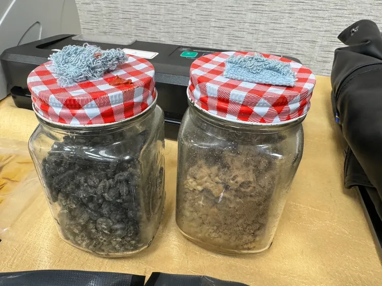 迷幻蘑菇培養罐。翻攝畫面