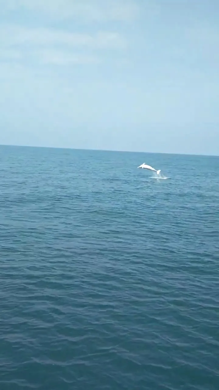 白海豚22日在北中南海域都現蹤。海委會提供