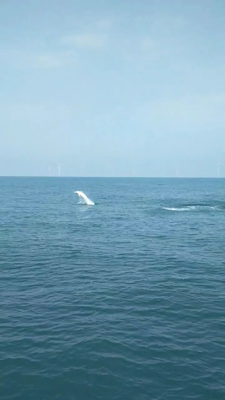 白海豚躍身擊浪。海委會提供