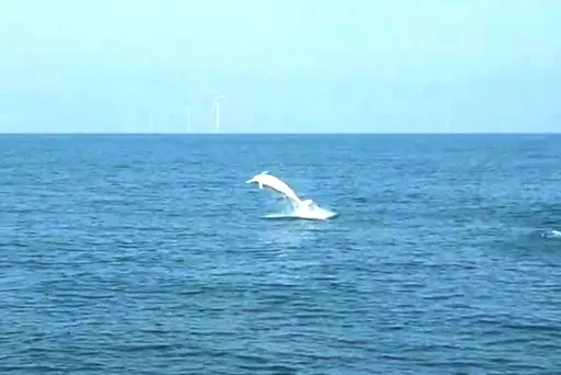白海豚北中南3海域同步現蹤　6度躍出海面令漁民好雀躍