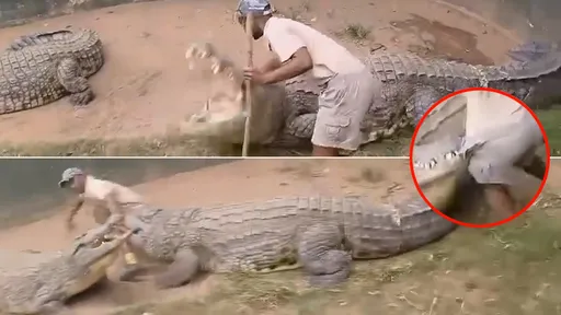 驚悚影片|木棍戳戳樂「惹毛巨鱷」 牠張口利齒直攻人類命根