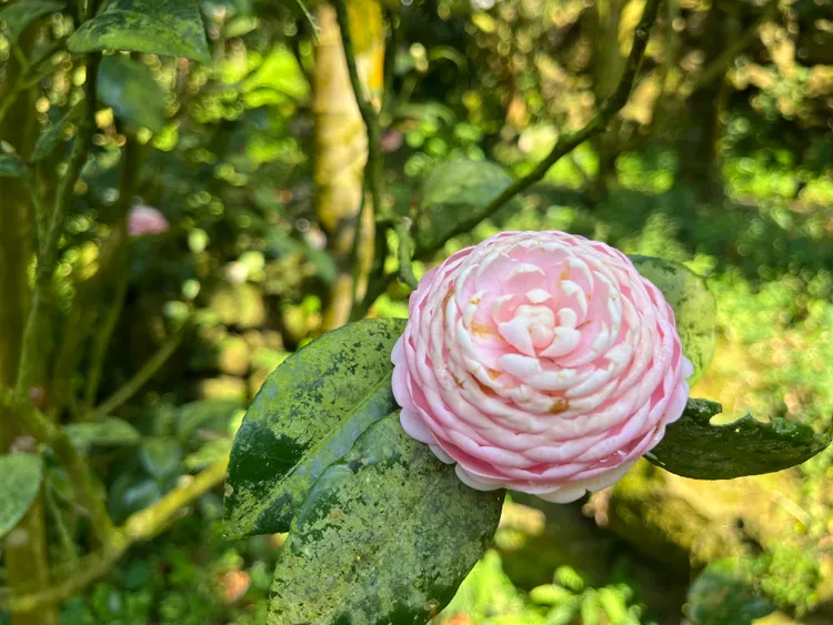 山茶花。縣府提供