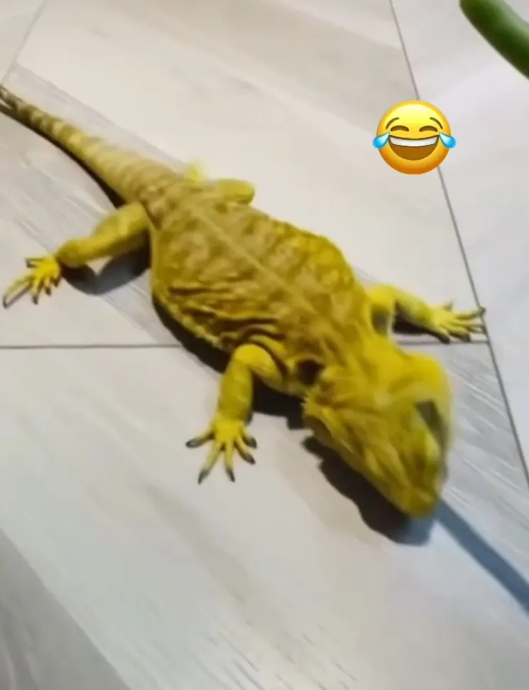 真的是看的到，吃不到的概念。FB：Shi-Yu Jiang 提供