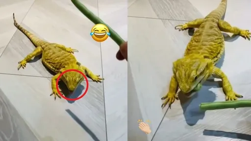 鬆獅蜥遭戲耍!捕食追擊超敏捷 可惜眼力差勁了些