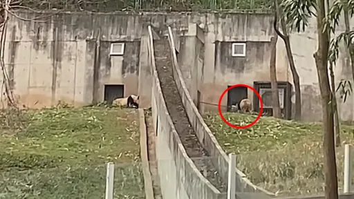 中國大貓熊中心竟「揮鐵鏟打貓熊」　遊客目擊揭飼養員惡行