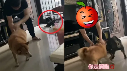 黑柴也想和主人玩!沒意外的話就出意外了