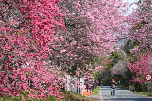武陵櫻花季太夯!耍賤招「假登山、真賞櫻」 16人鑽漏洞遭停權入園3年再罰錢
