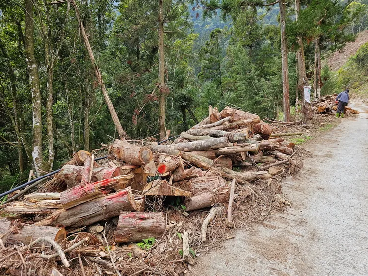 雙龍林道沿線有許多伐木包商留下來的疏伐木，是很好的文創材料。林業署南投分署提供