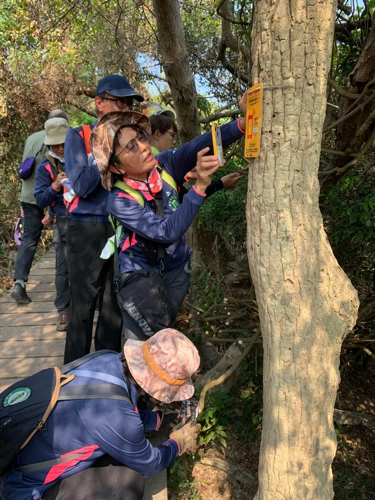 近日柴山上多處蔓藤遭利器砍斷，植物物候志工進行調查。國家自然公園管理處提供