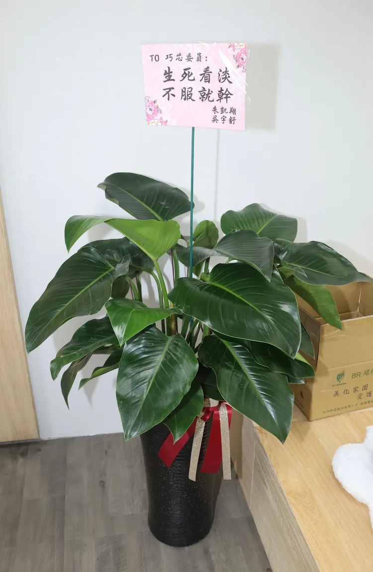 徐巧芯笑說，這盆栽是她辦公室唯一還活著的植物。彭欣偉攝