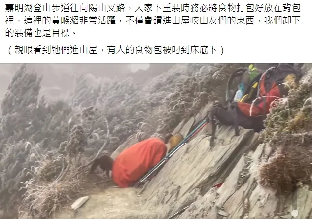 嘉明湖黃喉貂出沒！翻攝臉書登山社團