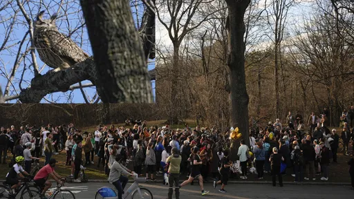 折翼!人氣貓頭鷹驟逝 粉絲公園集會紀念