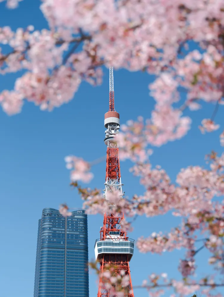 本周末起，東京、大阪等地的櫻花會陸續開花。新華社