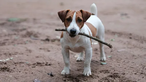 他凌晨在家「陰莖不見了」 警察:疑被寵物狗咬斷後吞入腹