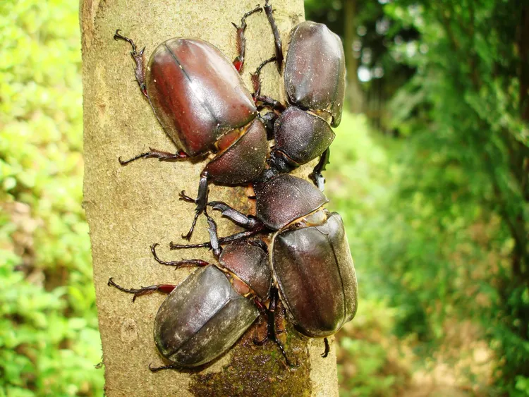 棲息在光臘樹上的獨角仙。新竹市府提供
