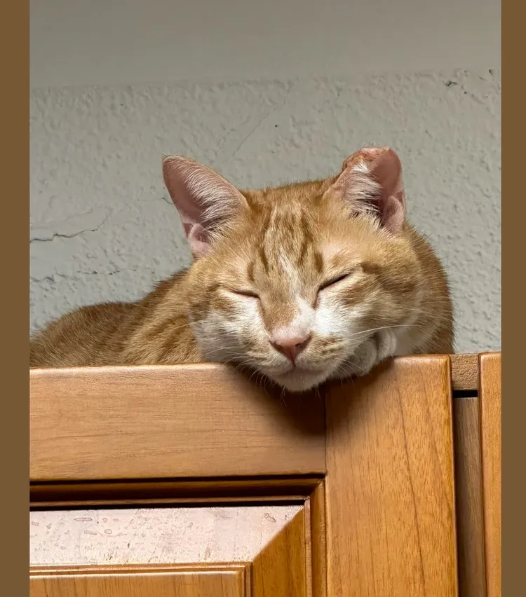 被摔下的「來福」是李鋒養的貓咪。翻攝自李鋒臉書