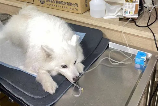 狐狸狗冲向獒犬!被咬破直肠丧命 这饲主挨罚11万还被判赔