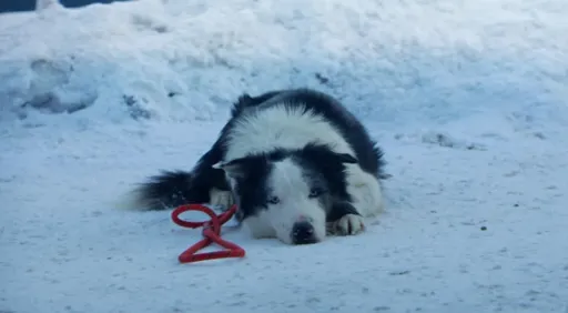 《墜惡真相》狗明星梅西太紅、太會演 竟被抵制出席奧斯卡頒獎典禮