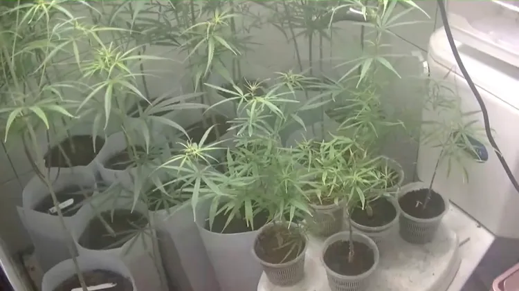 警方查獲大麻工廠。翻攝畫面