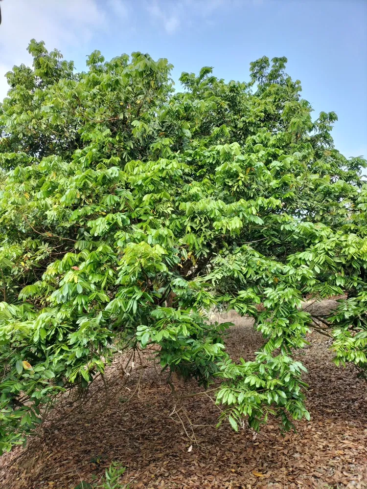 受土壤過濕、氣溫過高影響，果樹遲遲不開花。陳亭妃服務處提供