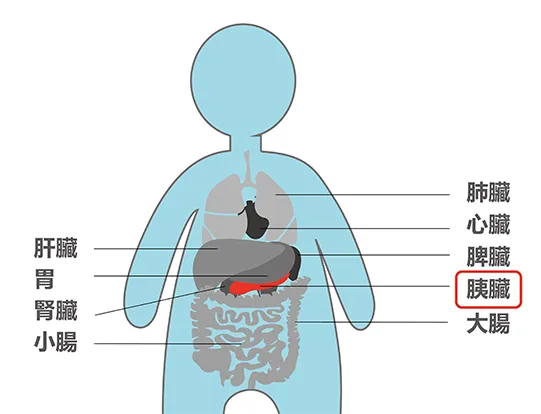 胰臟在人體的位置。圖取自國家實驗研究院