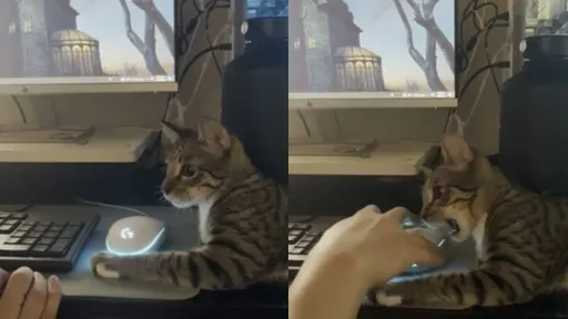 貓皇心中的一把尺 超過界線碰滑鼠必咬你