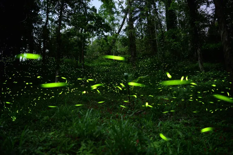 東勢林場螢火蟲估計有2、30萬隻。東勢林場提供