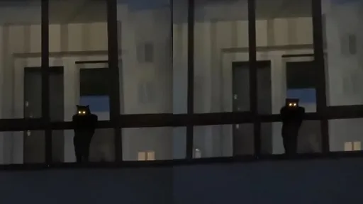 「雷射眼」出沒！喵星人虎視眈眈　鏟屎官全嚇壞