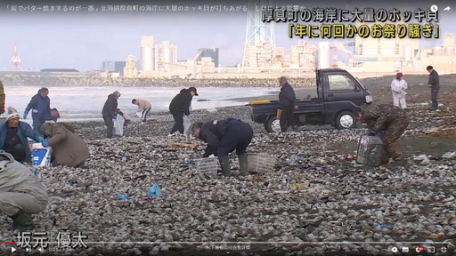 日本北海道大量北寄貝被沖上岸　民眾忙著撿回家加菜