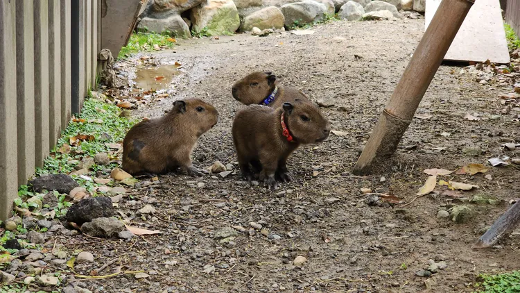 Xpark兒童節好young，新成員水豚三小福萌翻天。業者提供