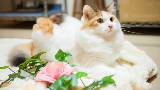 「招牌猫」成日本旅宿招财神器!乐天旅游春夏旅行抢订优惠低于2折