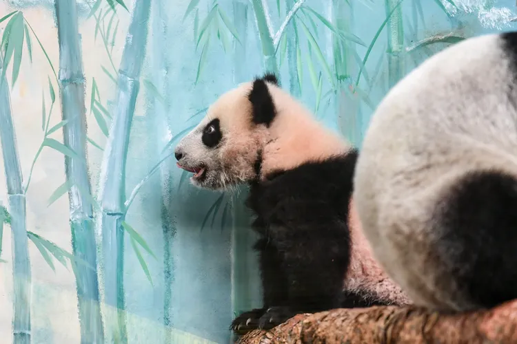 「喀秋莎」8日在莫斯科動物園亮相。新華社