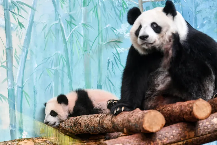 「喀秋莎」8日在莫斯科動物園亮相。新華社
